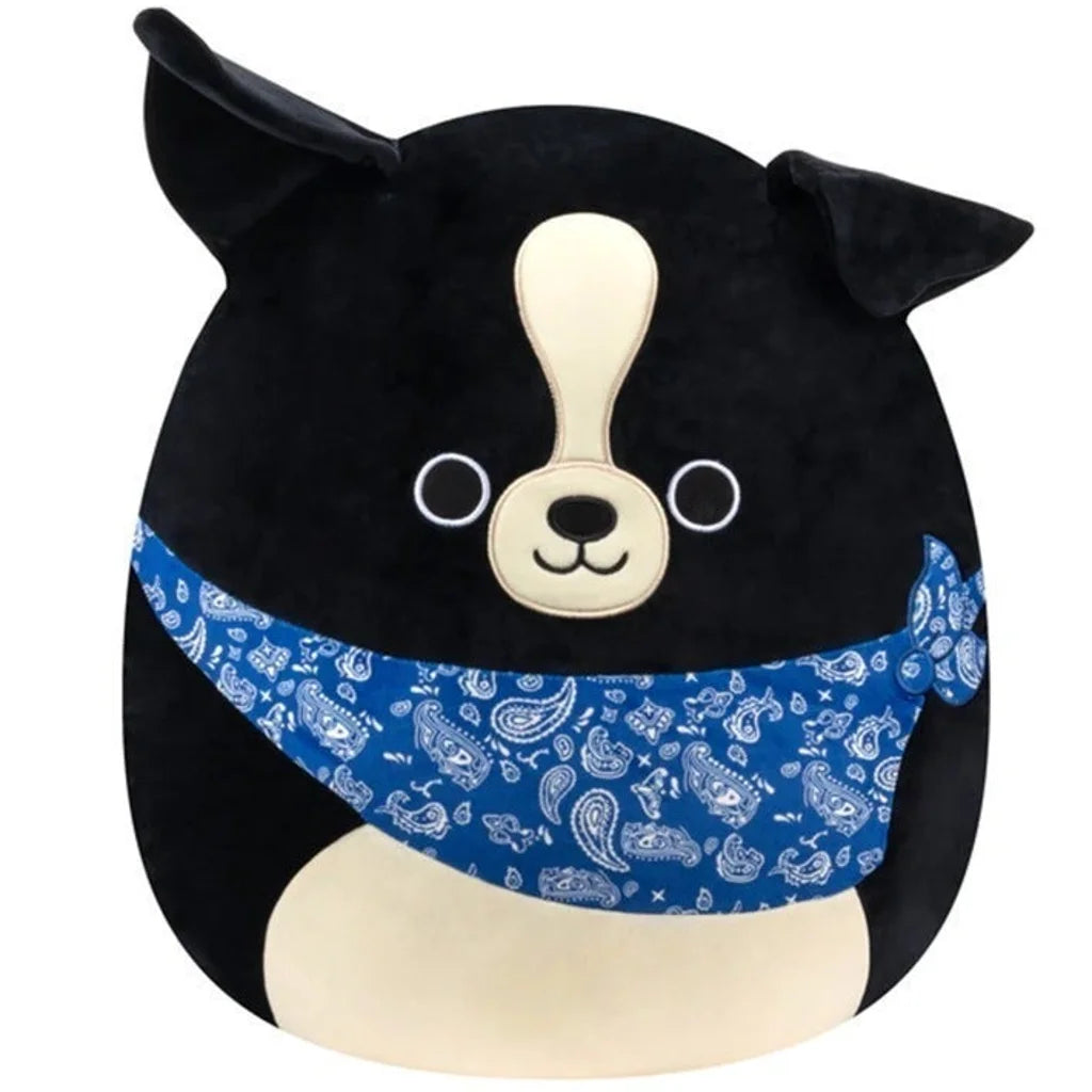 Squishmallows Tommy the Black Boston Terrier with White Belly Wearing Blue Bandana 20
