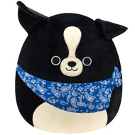 Squishmallows Tommy the Black Boston Terrier with White Belly Wearing Blue Bandana 20